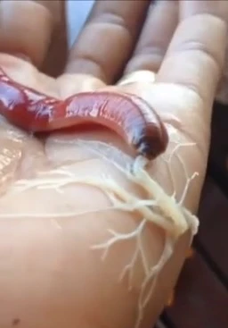 まるでエイリアン! 韓国で大発生する新種の軟体生物が日本上陸、生態系破壊の可能性も